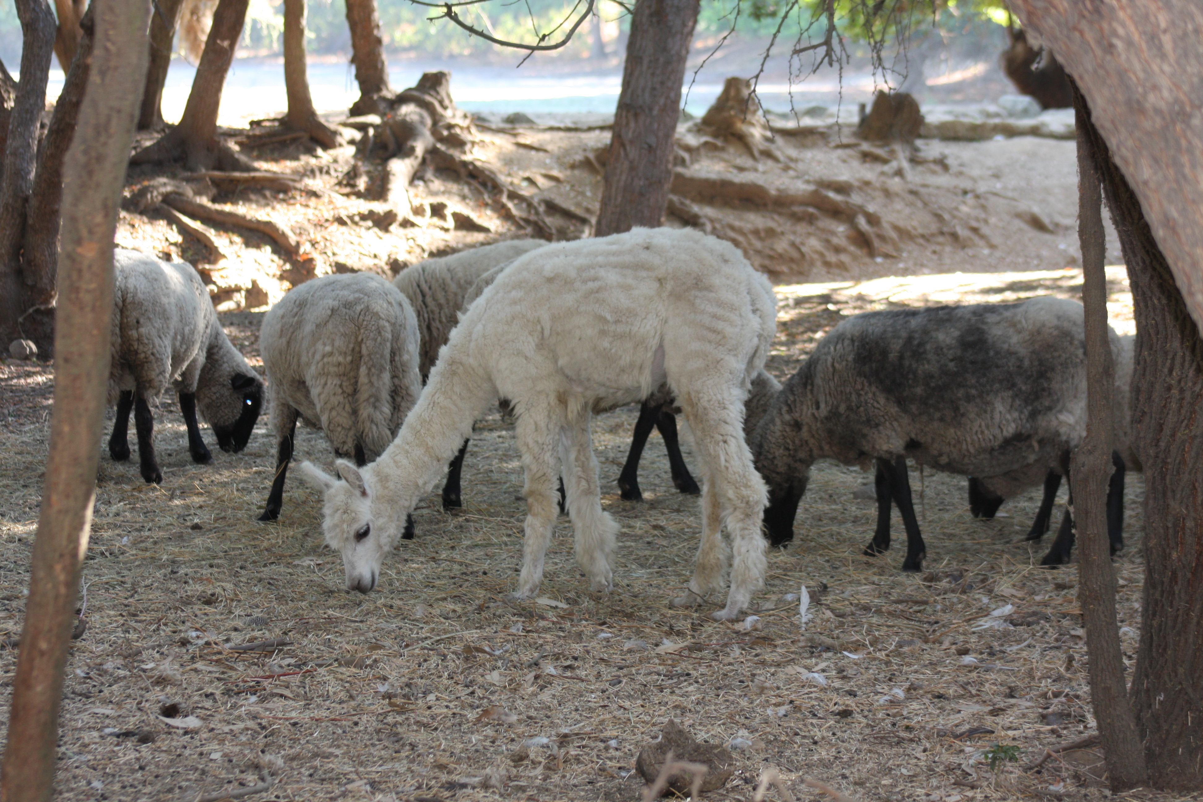 Free download high resolution image - free image free photo free stock image public domain picture -South American White Llama