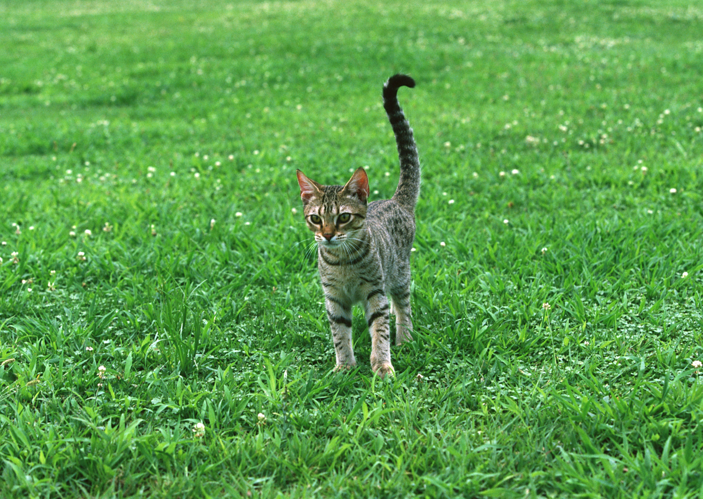 Free download high resolution image - free image free photo free stock image public domain picture -cat on grass