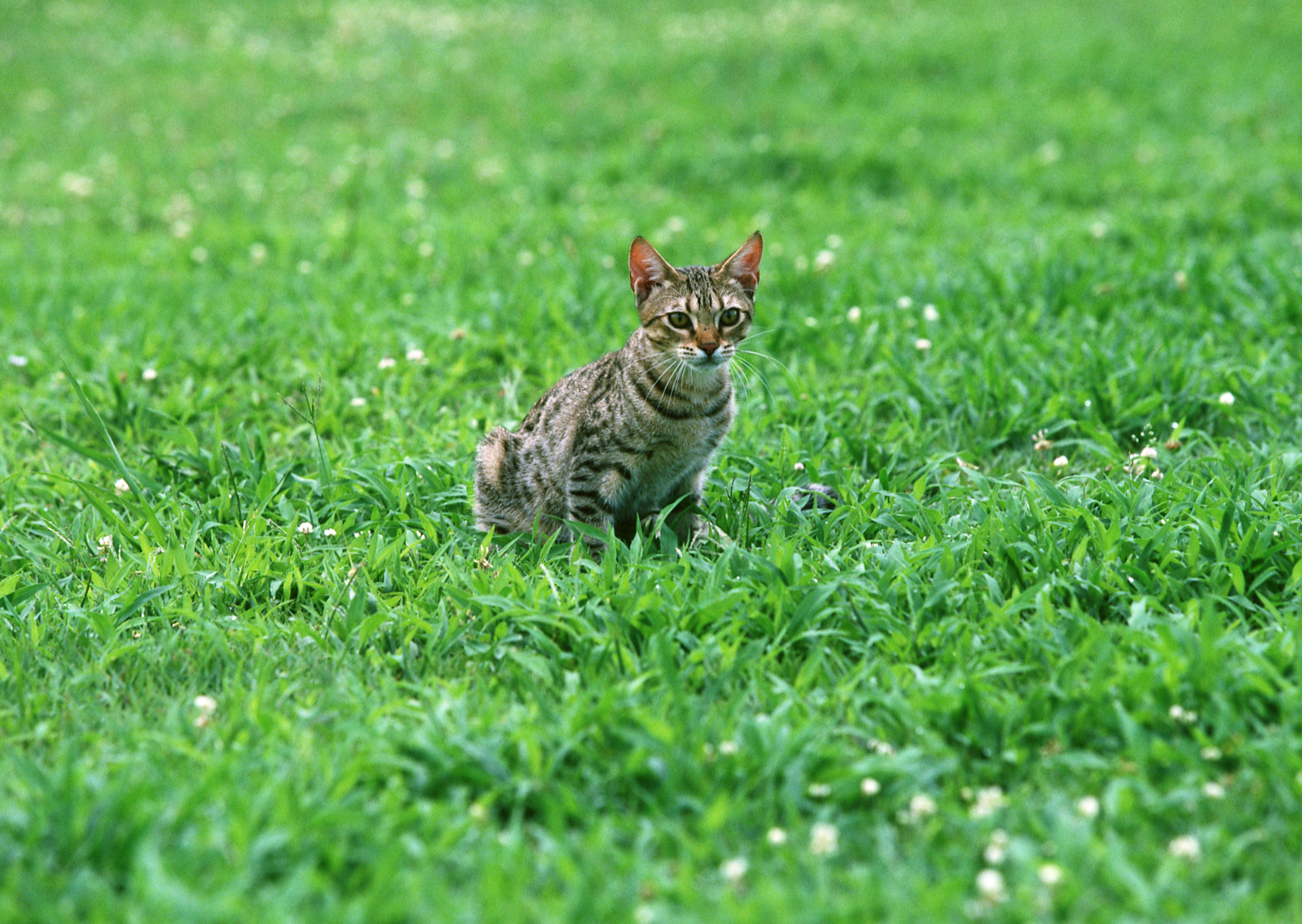 Free download high resolution image - free image free photo free stock image public domain picture -cat on grass