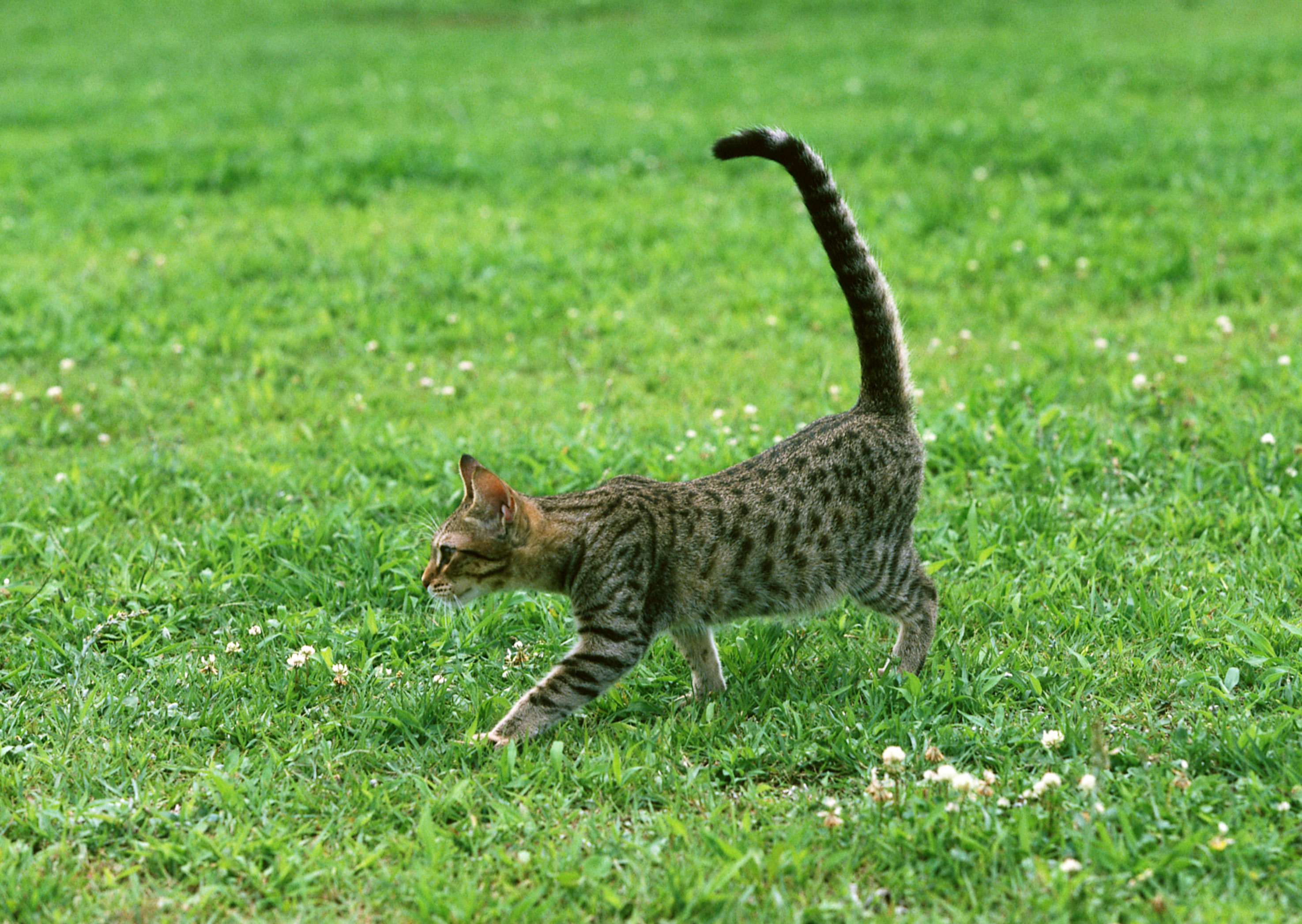 Free download high resolution image - free image free photo free stock image public domain picture -cat on grass