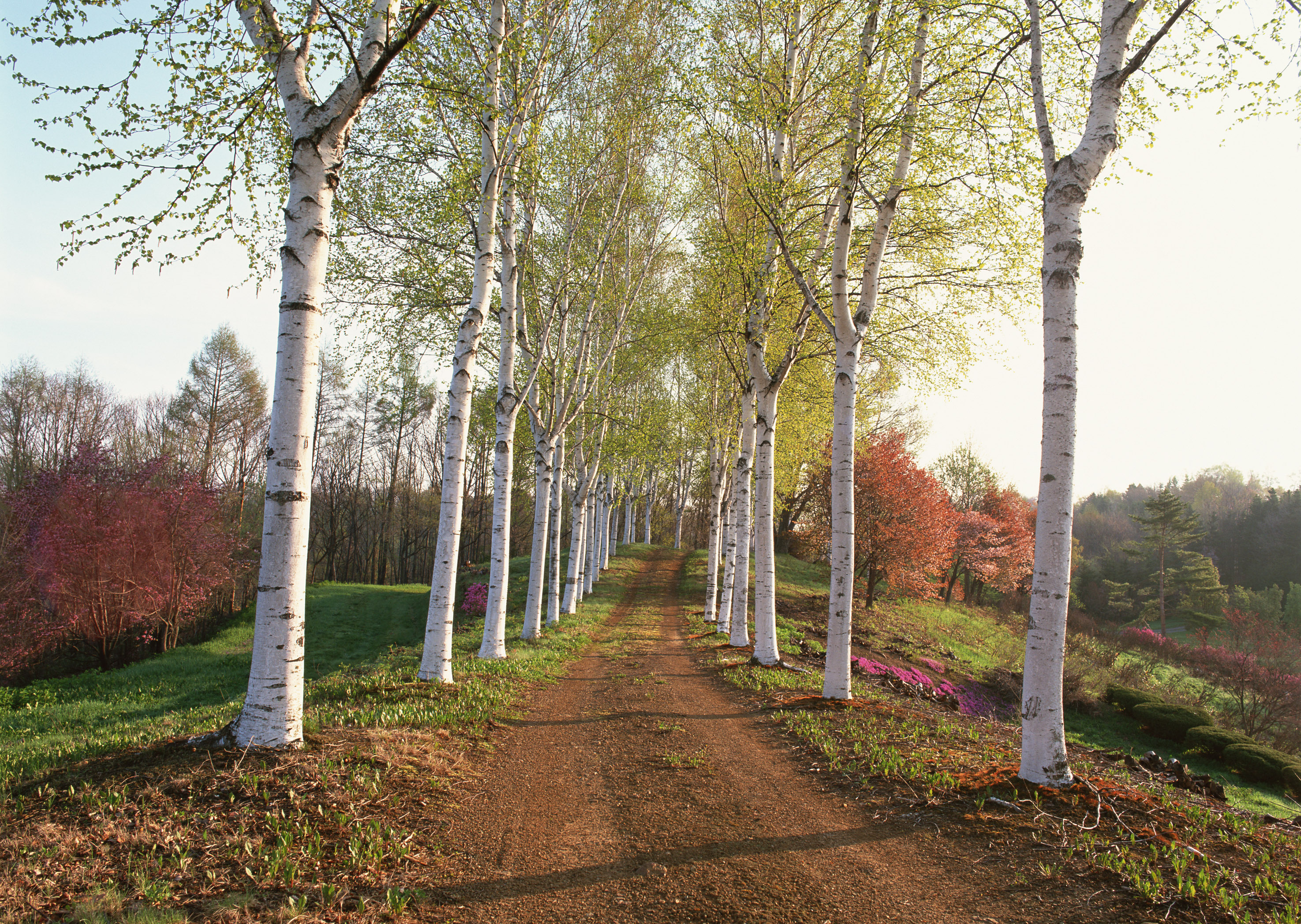 Free download high resolution image - free image free photo free stock image public domain picture -Country road,green trees