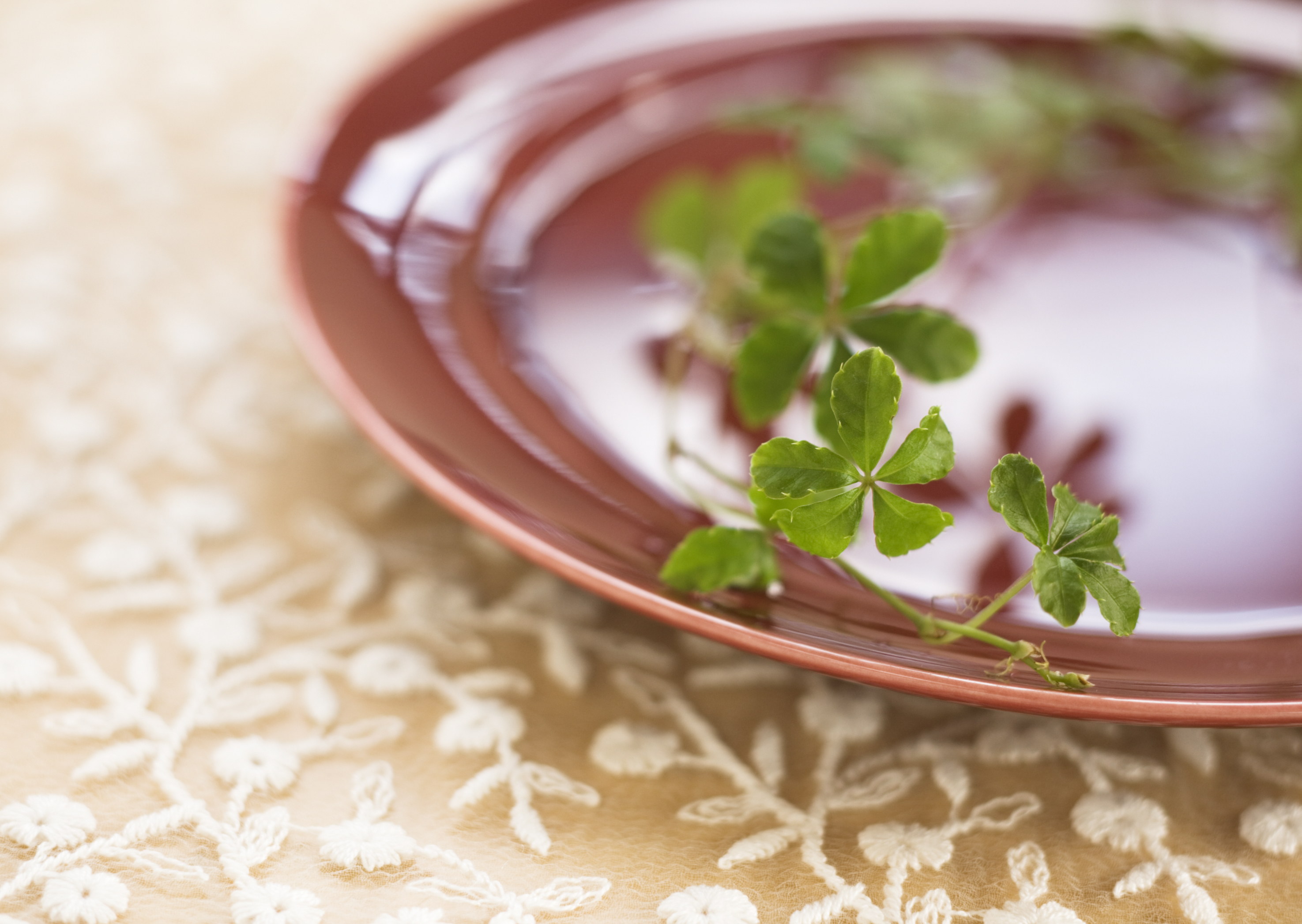 Free download high resolution image - free image free photo free stock image public domain picture -Close up dish on plant