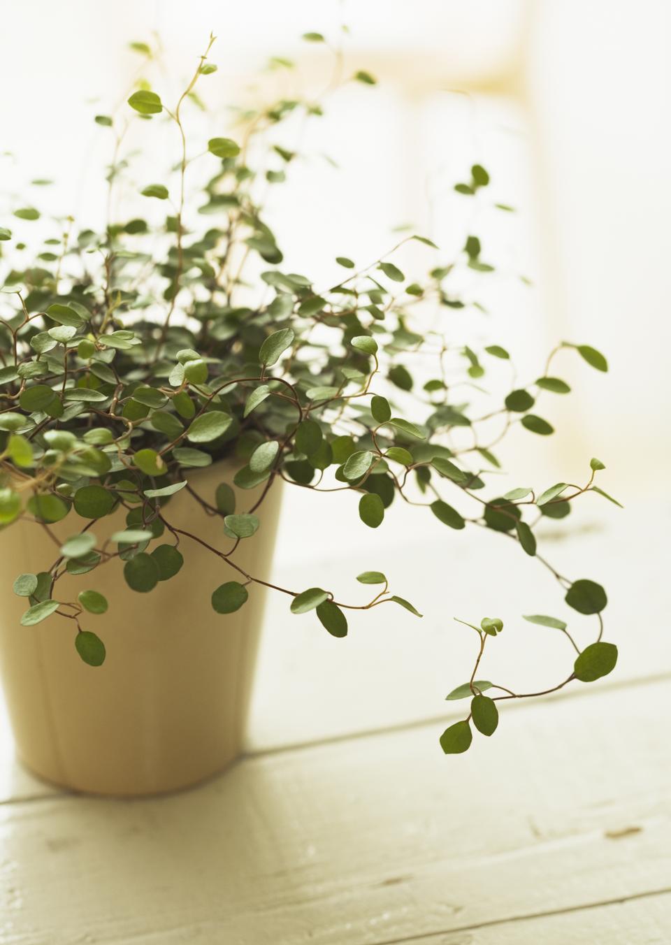 Free download high resolution image - free image free photo free stock image public domain picture  House plant