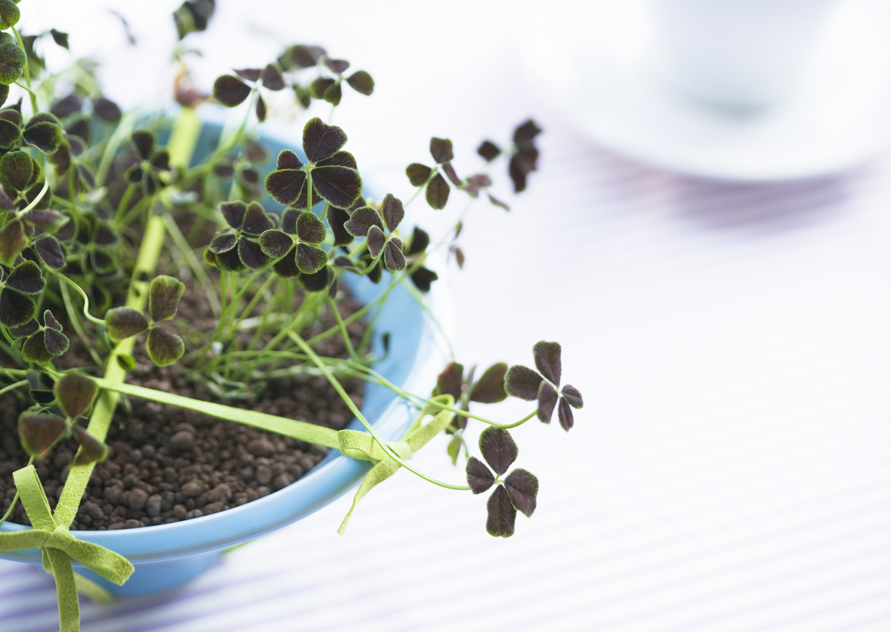 Free download high resolution image - free image free photo free stock image public domain picture -Indoor plant in vase