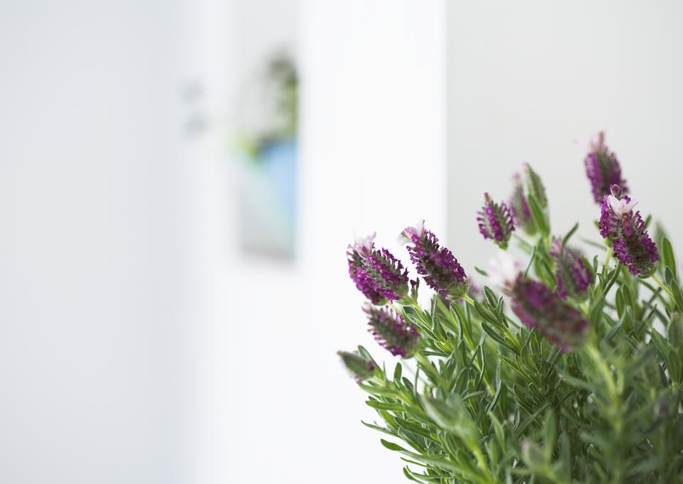 Free download high resolution image - free image free photo free stock image public domain picture  A bouquet garni of fresh rosemary