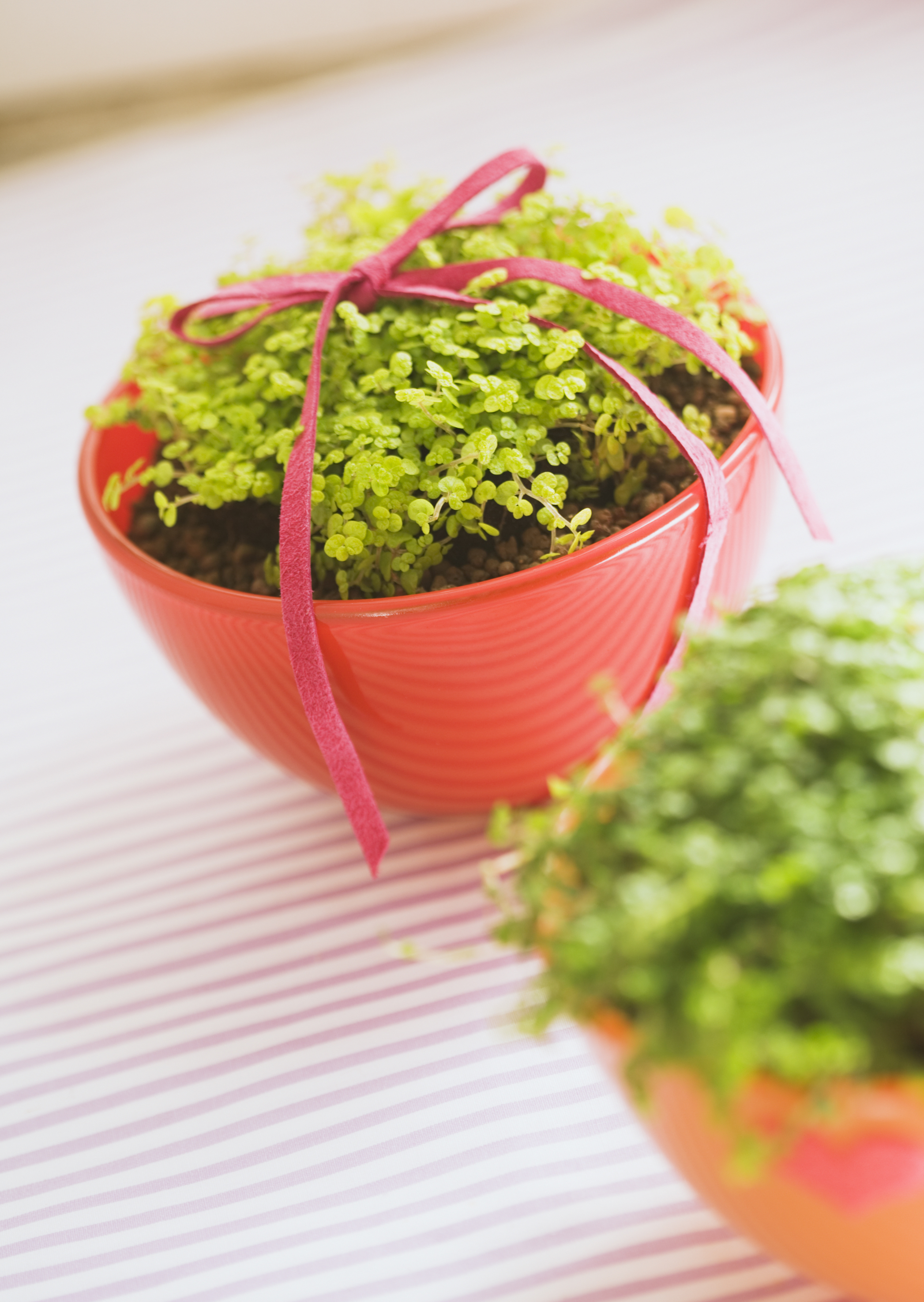 Free download high resolution image - free image free photo free stock image public domain picture -Green indoor plant baby`s tears in a pot