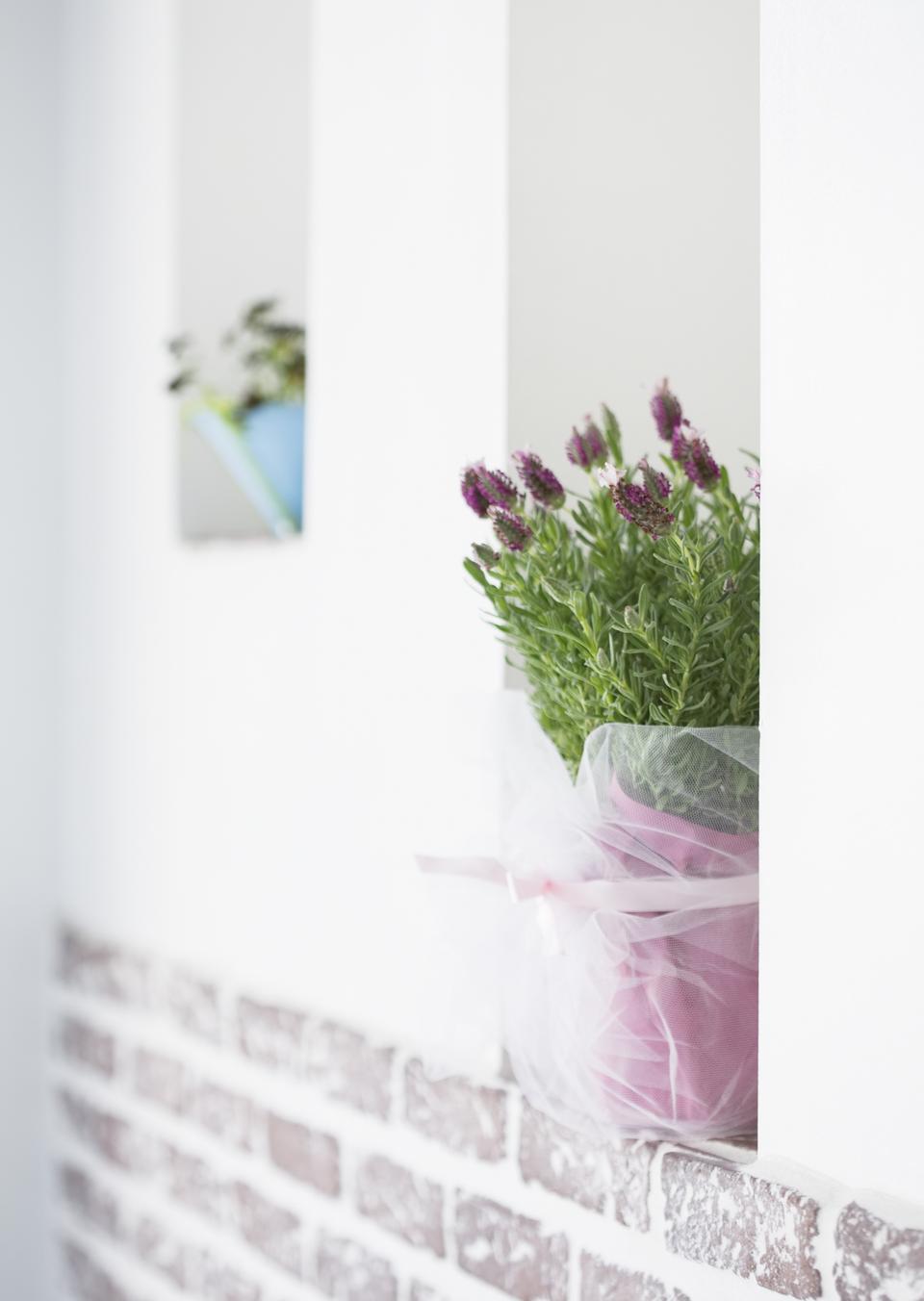 Free download high resolution image - free image free photo free stock image public domain picture  Lavender herb plant in flower growing in a terracotta pot