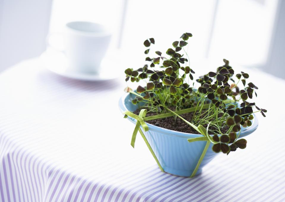 Free download high resolution image - free image free photo free stock image public domain picture  Indoor plant in vase on table