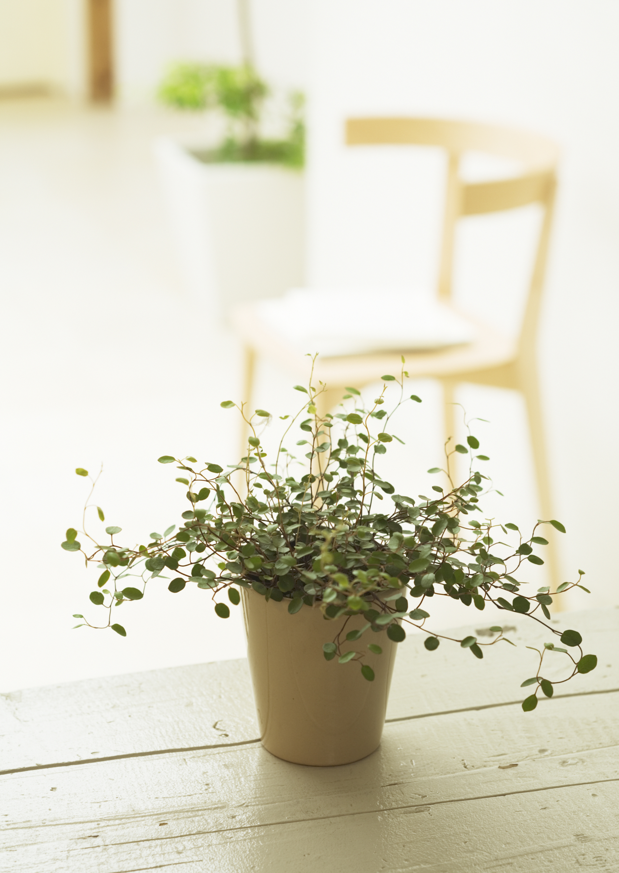 Free download high resolution image - free image free photo free stock image public domain picture -Little fern plants in flower pots