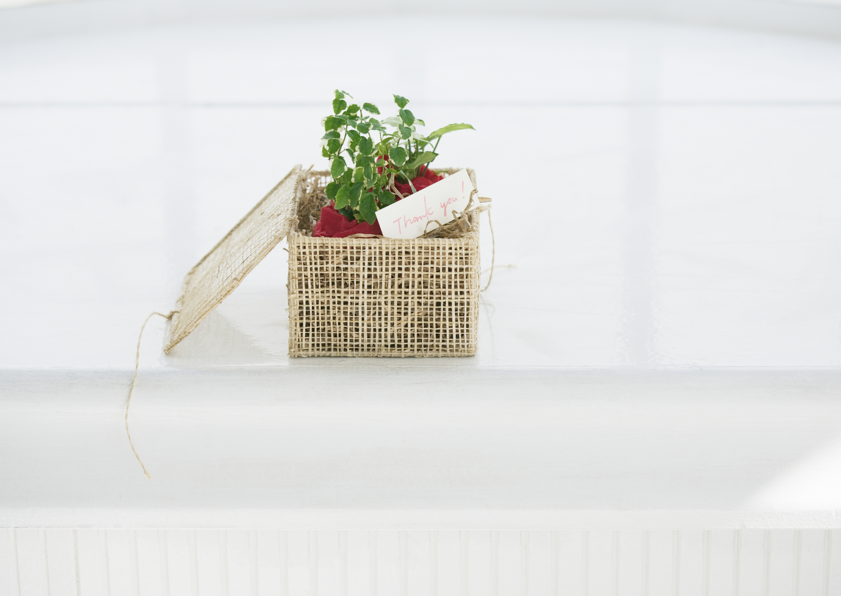 Free download high resolution image - free image free photo free stock image public domain picture -green flower in wicker pot for Thank you message