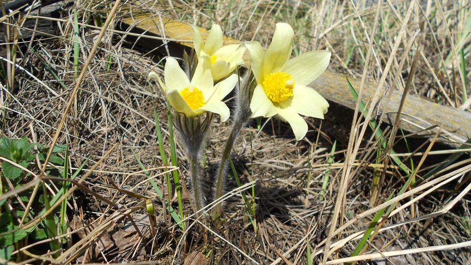 Free download high resolution image - free image free photo free stock image public domain picture  Flower Pulsatilla  lumbago