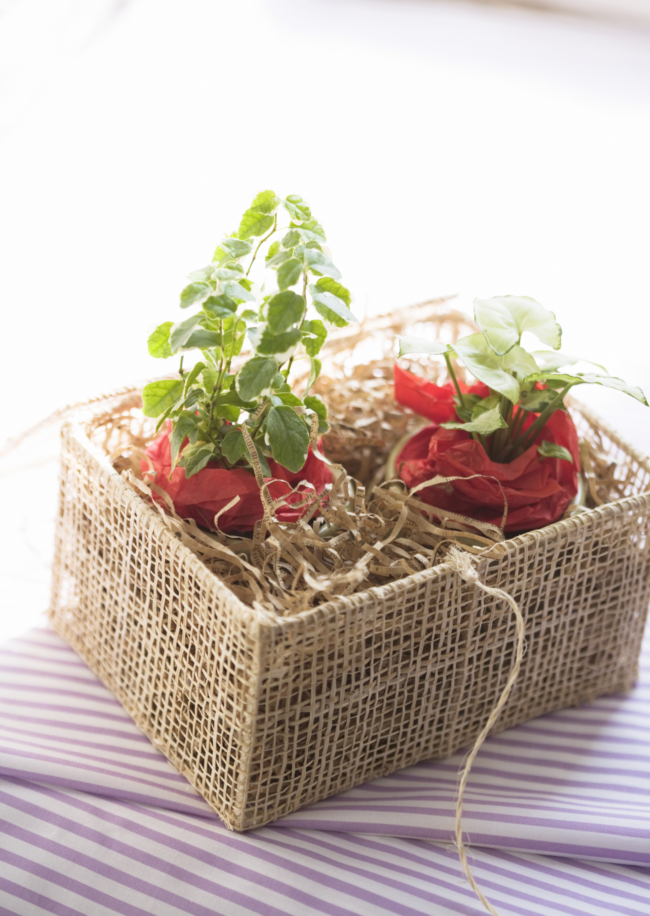 Free download high resolution image - free image free photo free stock image public domain picture -handmade sewing plant in wicker pot in chest