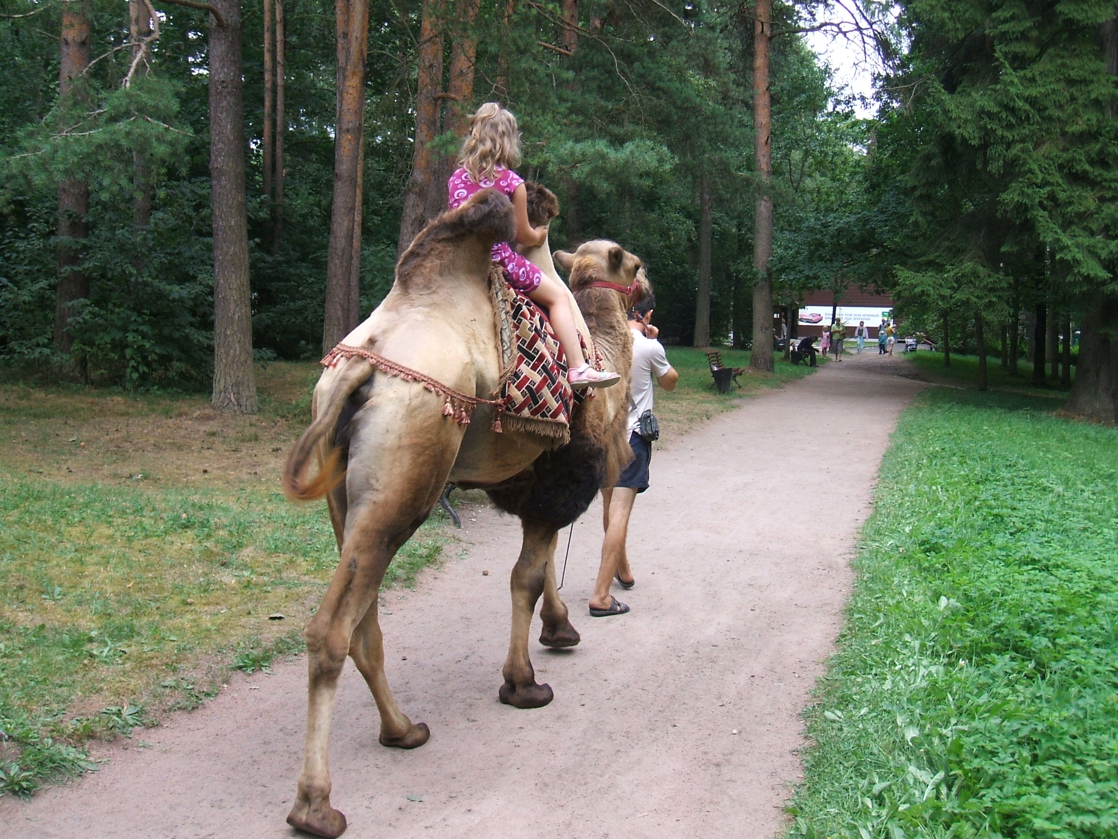 Free download high resolution image - free image free photo free stock image public domain picture -Tourists children riding camel