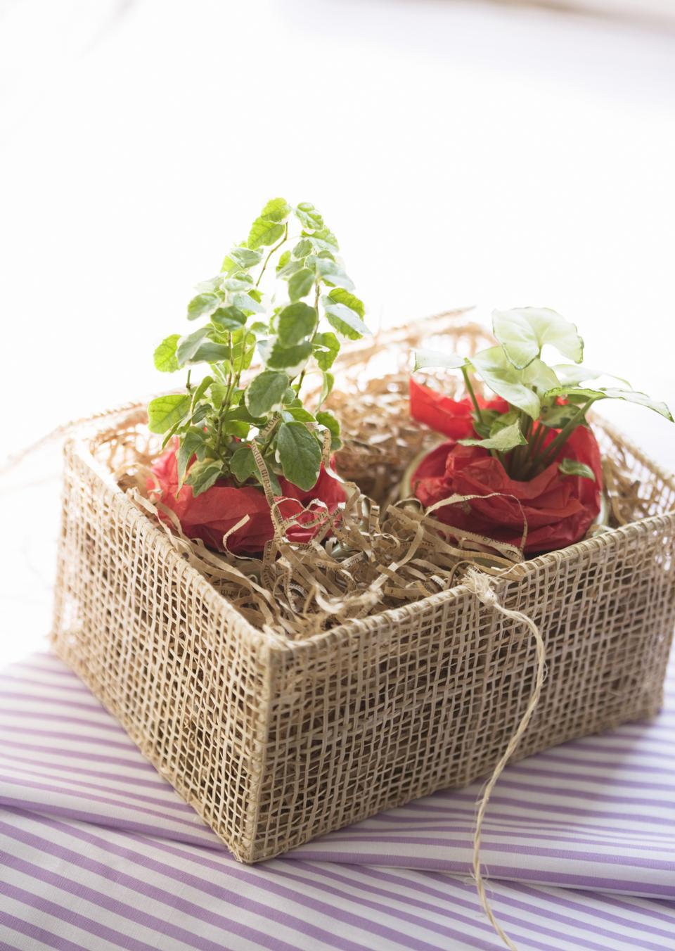 Free download high resolution image - free image free photo free stock image public domain picture  handmade sewing plant in wicker pot in chest