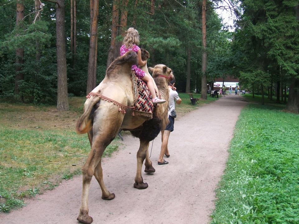 Free download high resolution image - free image free photo free stock image public domain picture  Tourists children riding camel