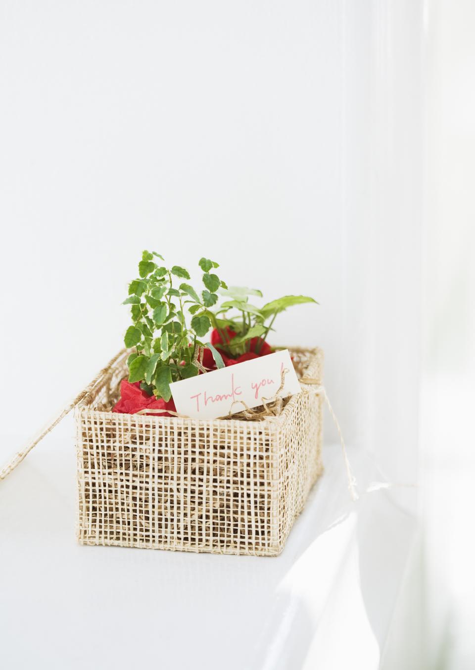 Free download high resolution image - free image free photo free stock image public domain picture  handmade sewing green flower in wicker pot for Thank you message