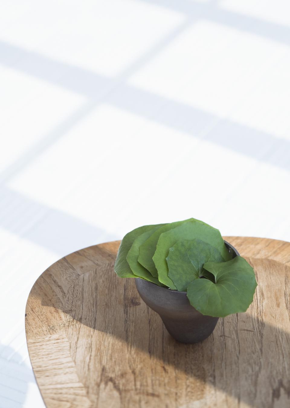 Free download high resolution image - free image free photo free stock image public domain picture  Plants in pots green on wooden table