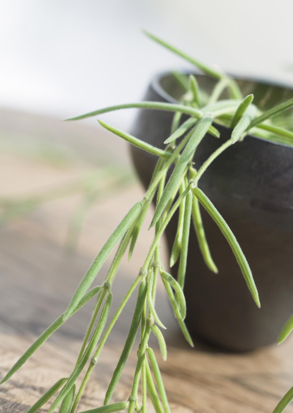 Free download high resolution image - free image free photo free stock image public domain picture  Potted grass flower over wooden table