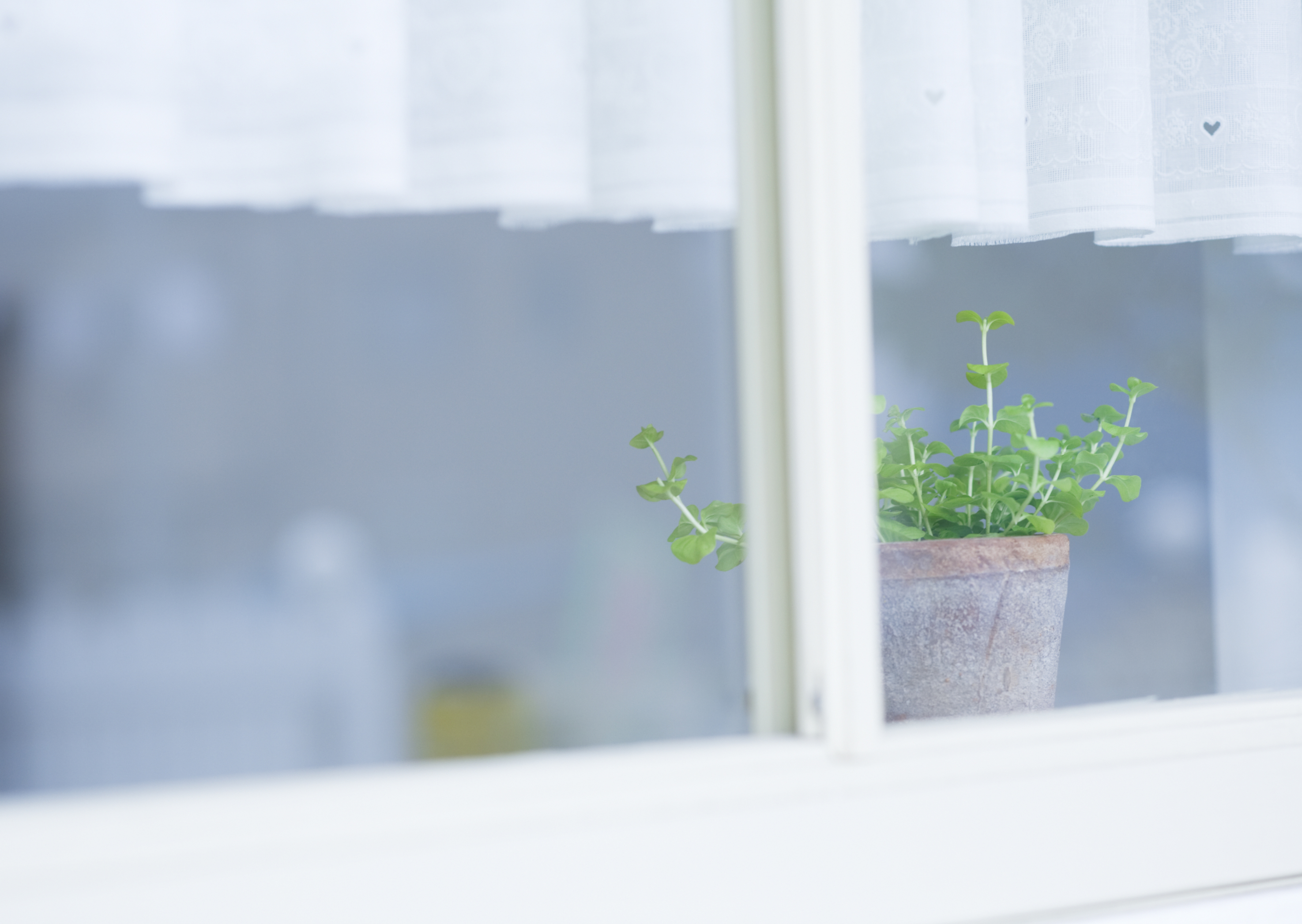 Free download high resolution image - free image free photo free stock image public domain picture -Fresh plant in a pot on an old retro window sill