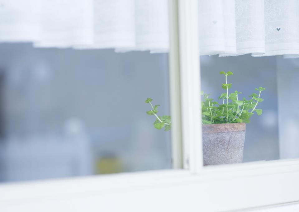 Free download high resolution image - free image free photo free stock image public domain picture  Fresh plant in a pot on an old retro window sill