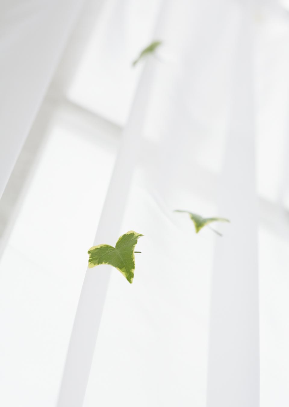 Free download high resolution image - free image free photo free stock image public domain picture  Ivy leaves on curtain