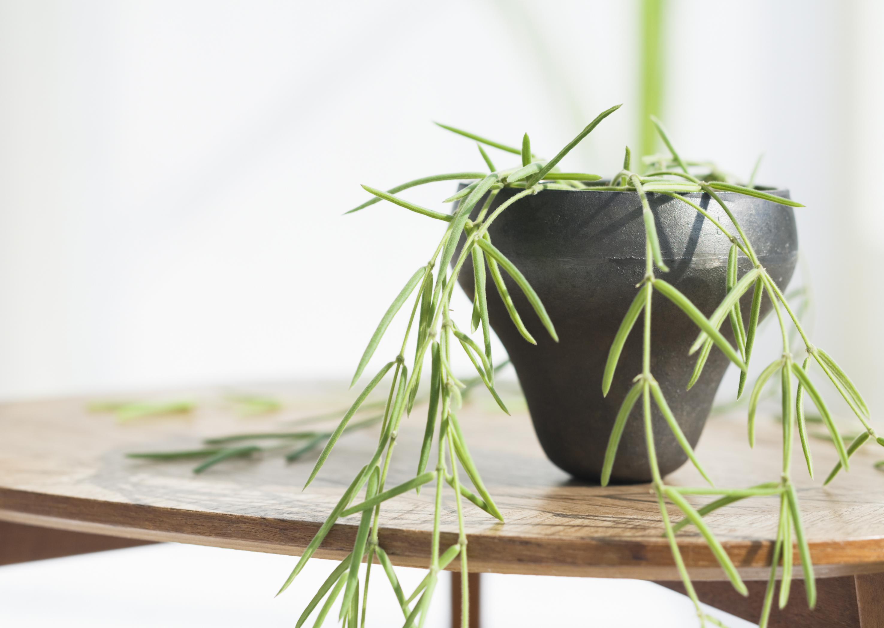 Free download high resolution image - free image free photo free stock image public domain picture -plant on wooden table