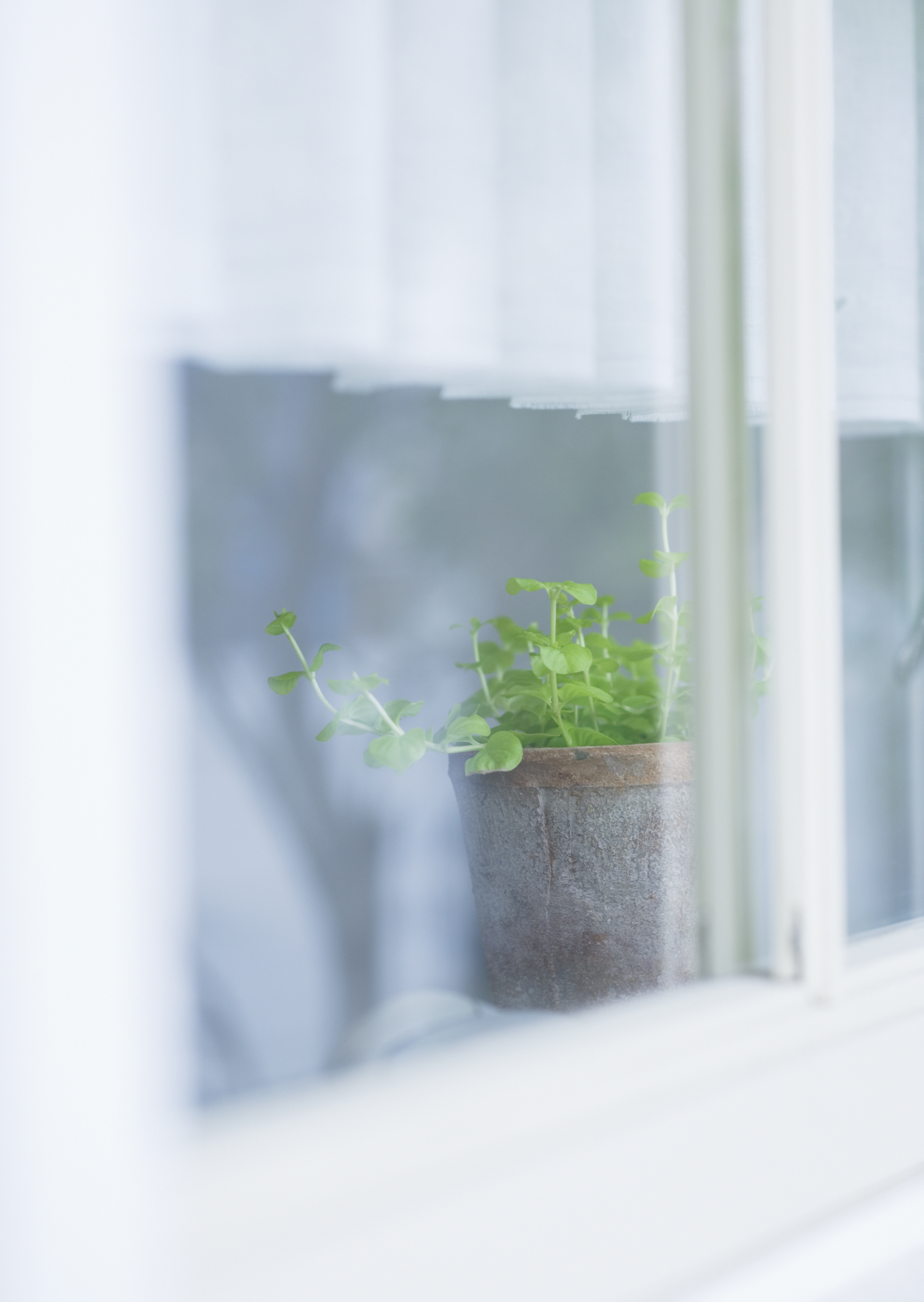 Free download high resolution image - free image free photo free stock image public domain picture -Window with flowerpot