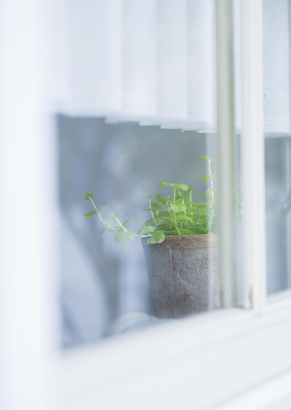 Free download high resolution image - free image free photo free stock image public domain picture  Window with flowerpot