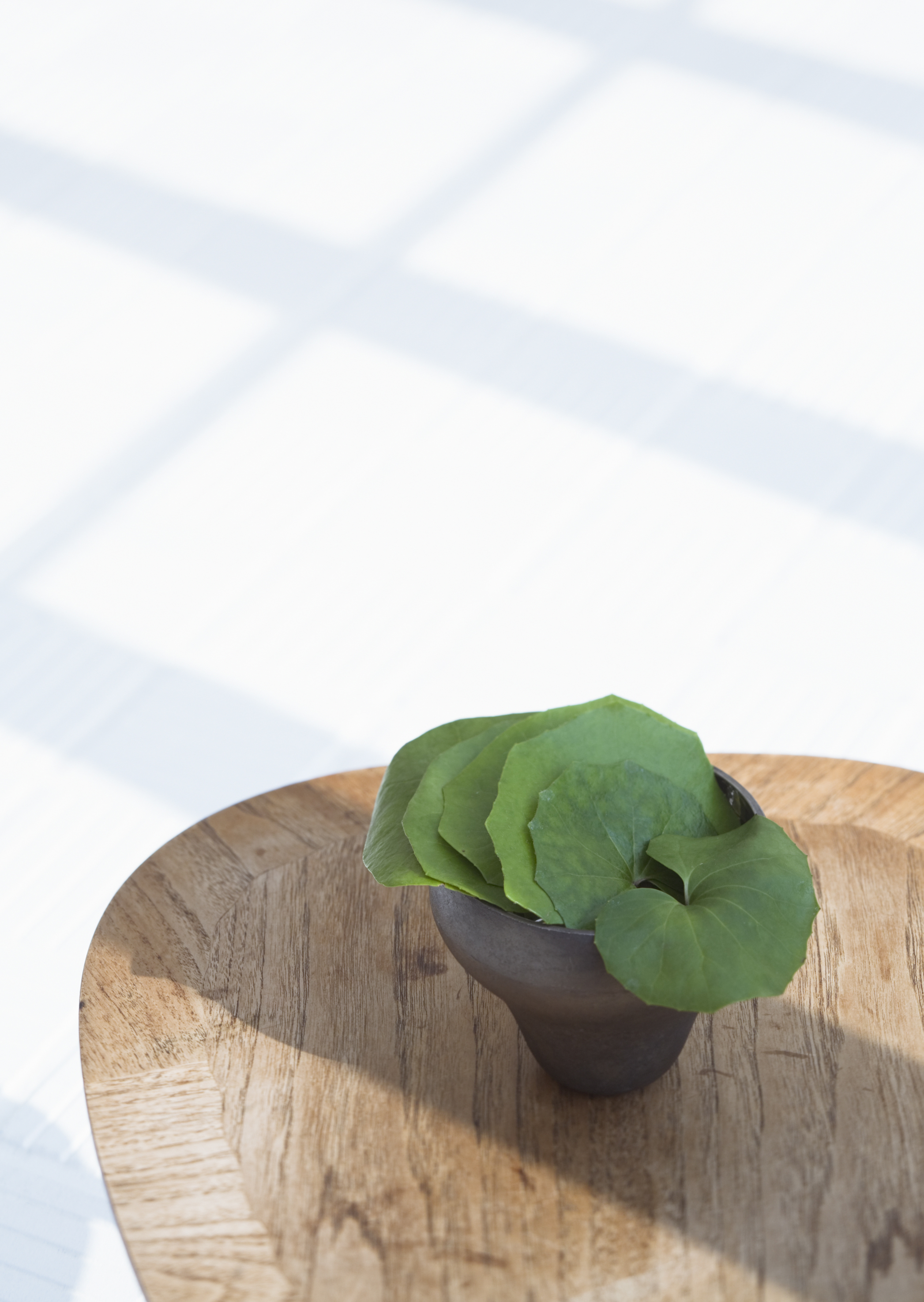 Free download high resolution image - free image free photo free stock image public domain picture -Plants in pots green on wooden table