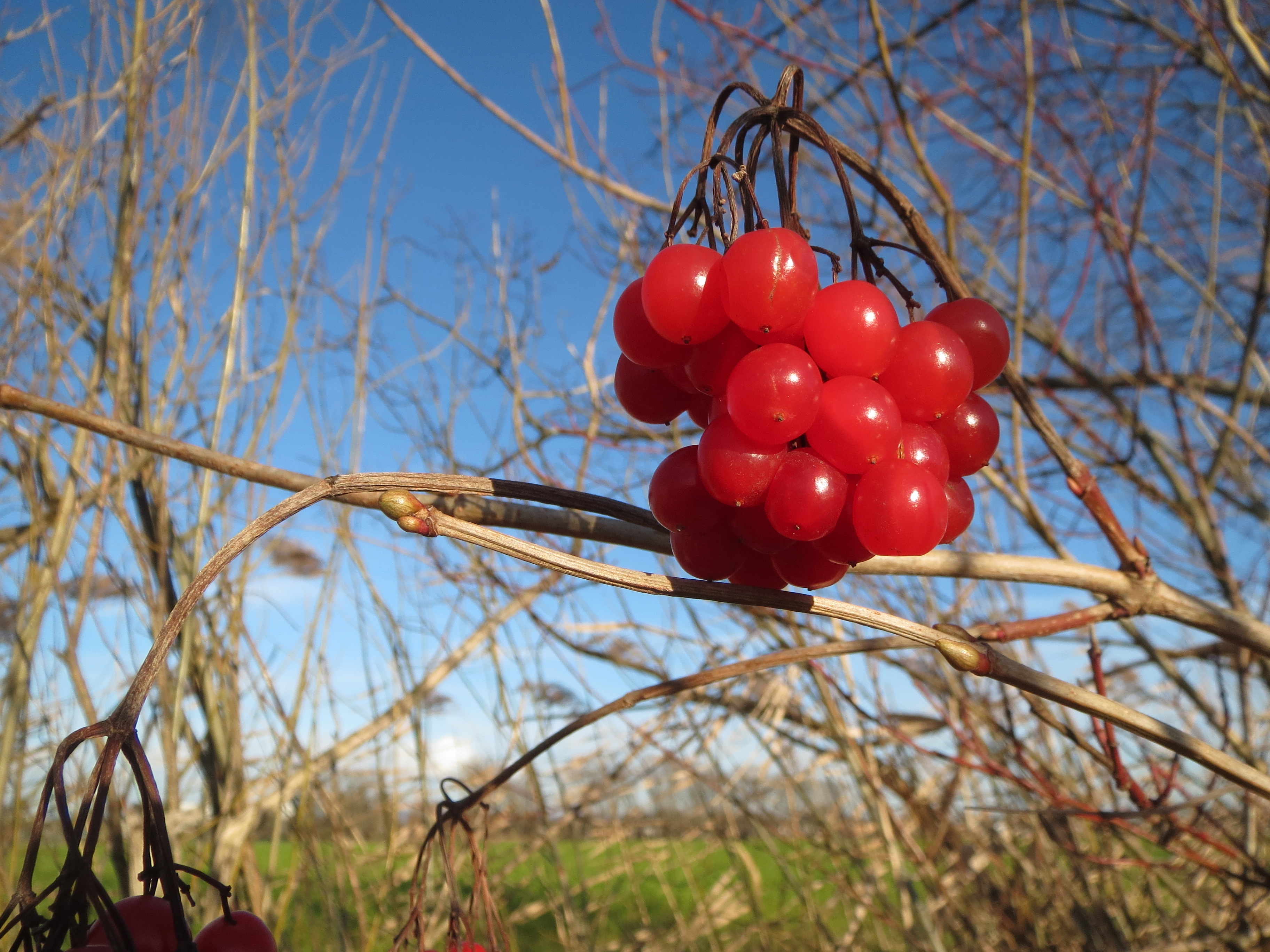 Free download high resolution image - free image free photo free stock image public domain picture -European Cranberrybush, Viburnum opulus