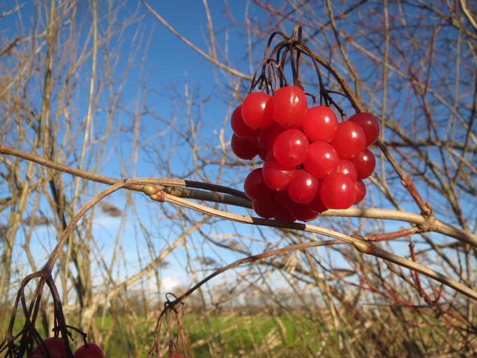 Free download high resolution image - free image free photo free stock image public domain picture  European Cranberrybush, Viburnum opulus