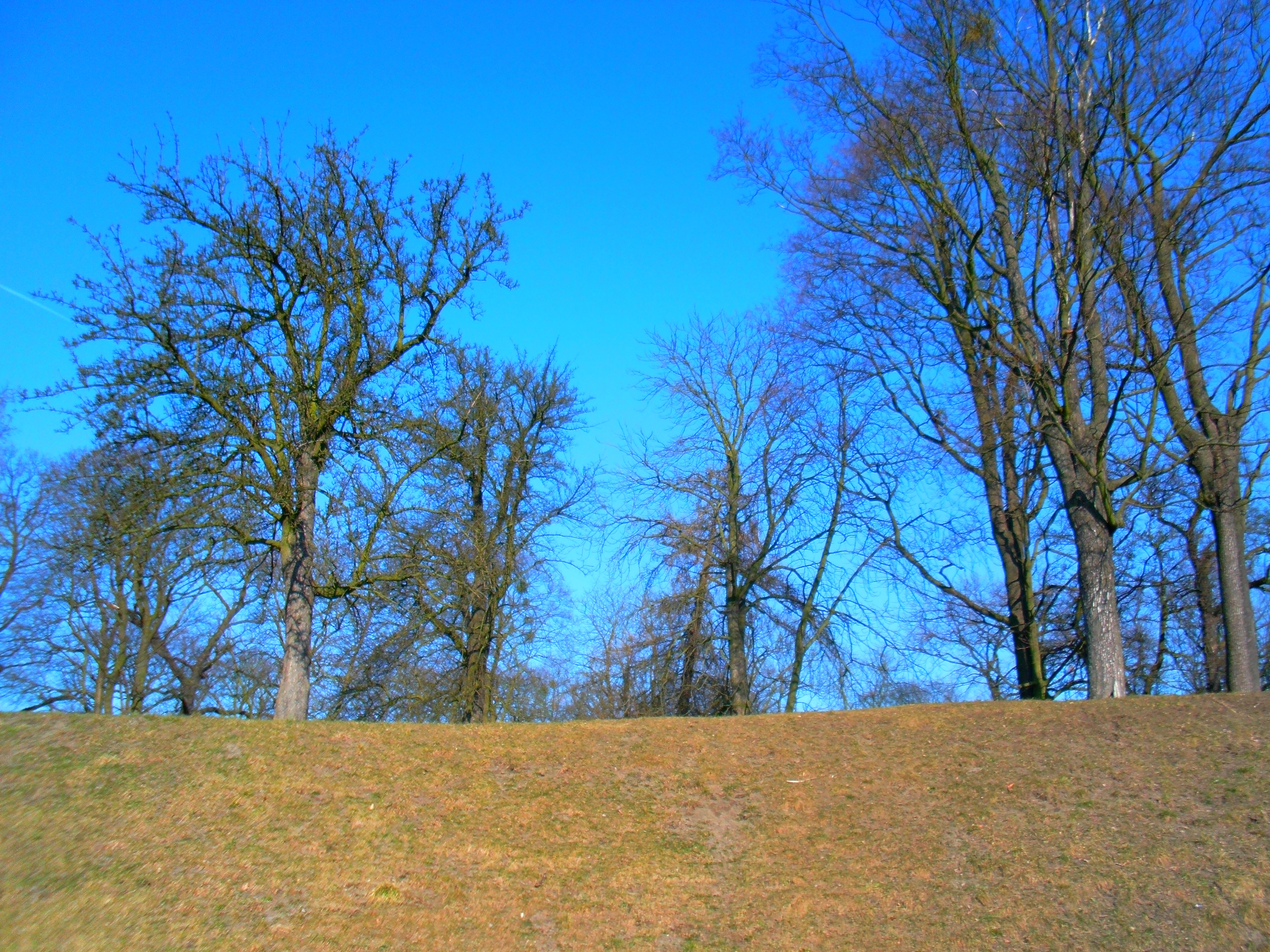 Free download high resolution image - free image free photo free stock image public domain picture -Tree