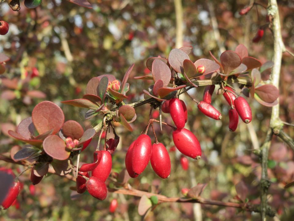 Free download high resolution image - free image free photo free stock image public domain picture  Cultivar Berberis thunbergii ripe berries in the autumn garden