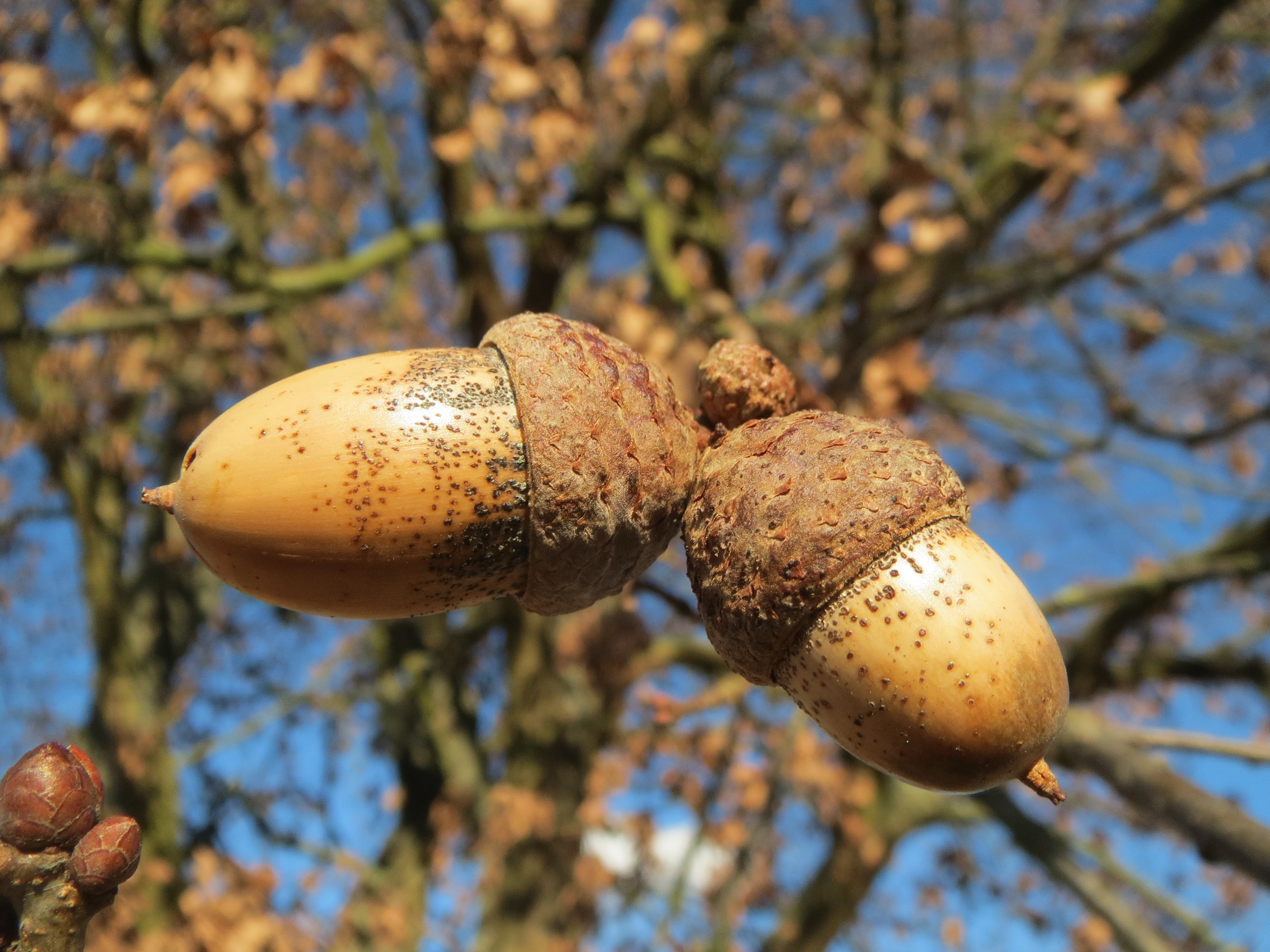 Free download high resolution image - free image free photo free stock image public domain picture -a bunch of ripe acorns