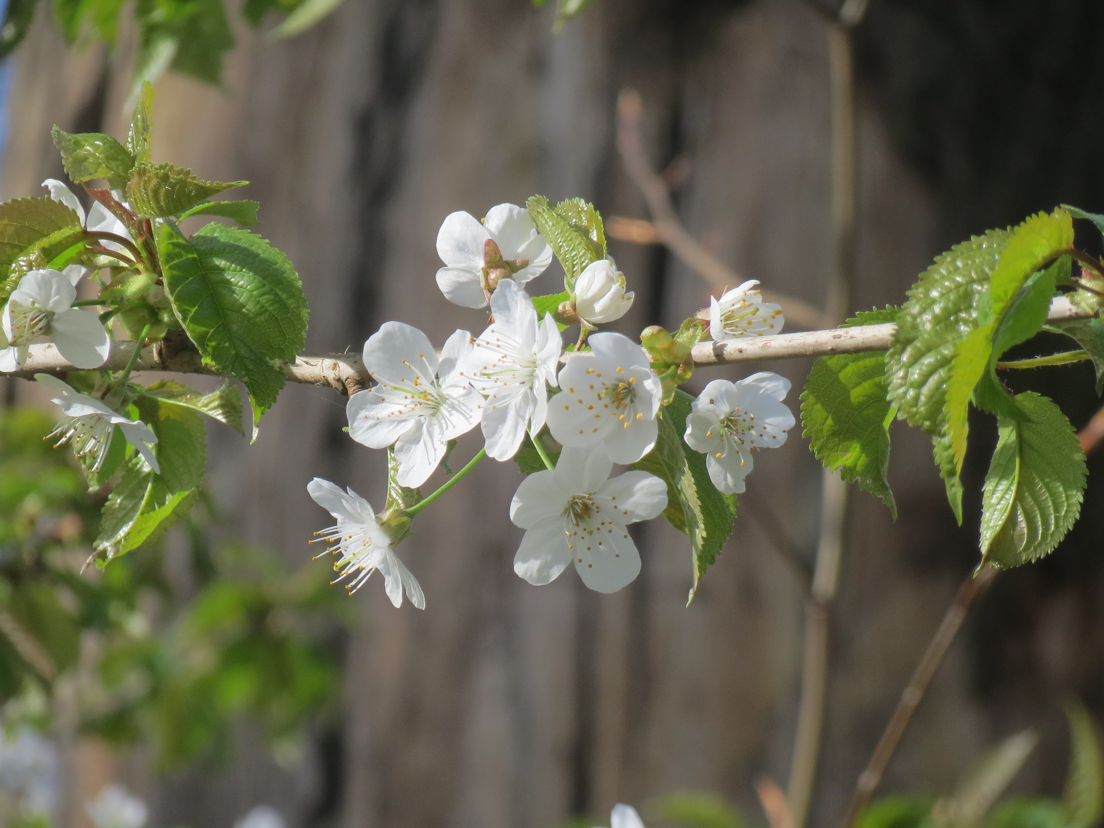 Free download high resolution image - free image free photo free stock image public domain picture -White Blossoms of Bing Cherry Tree