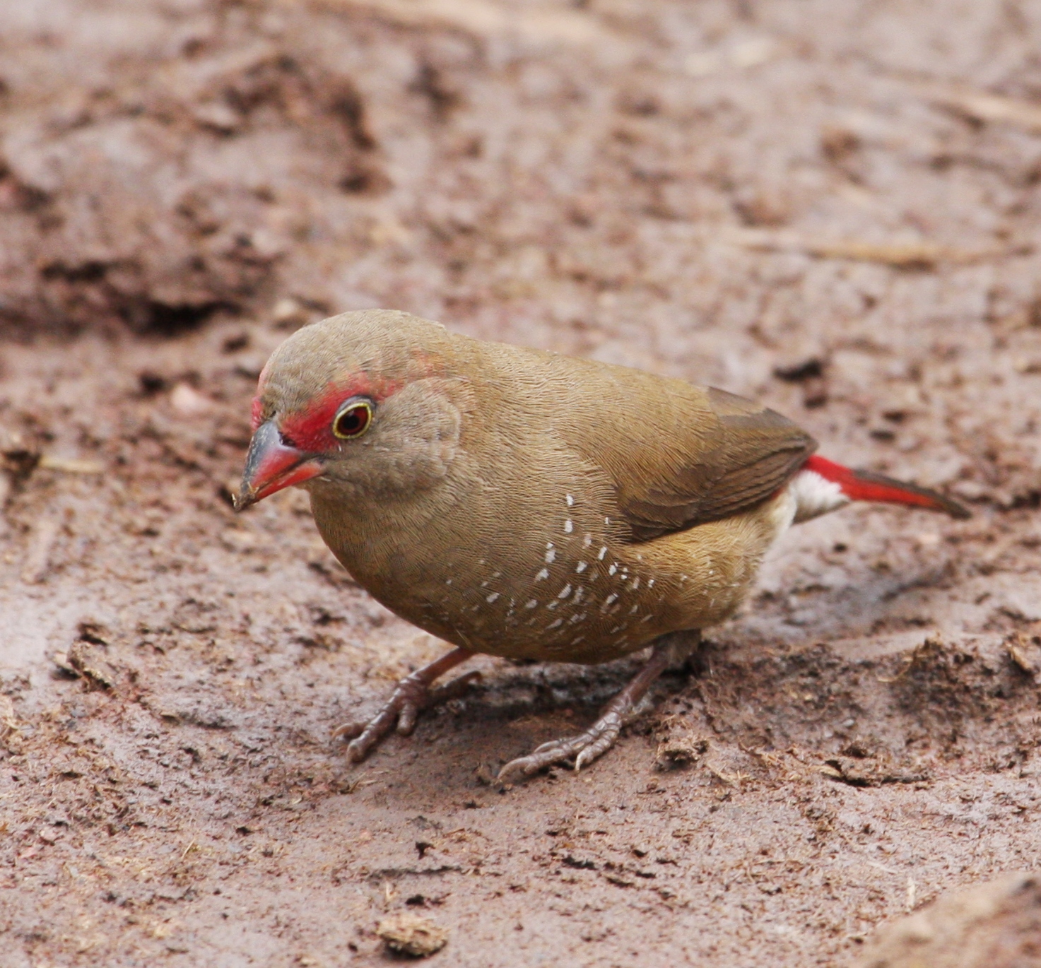 Free download high resolution image - free image free photo free stock image public domain picture -A female Red-billed firefinch