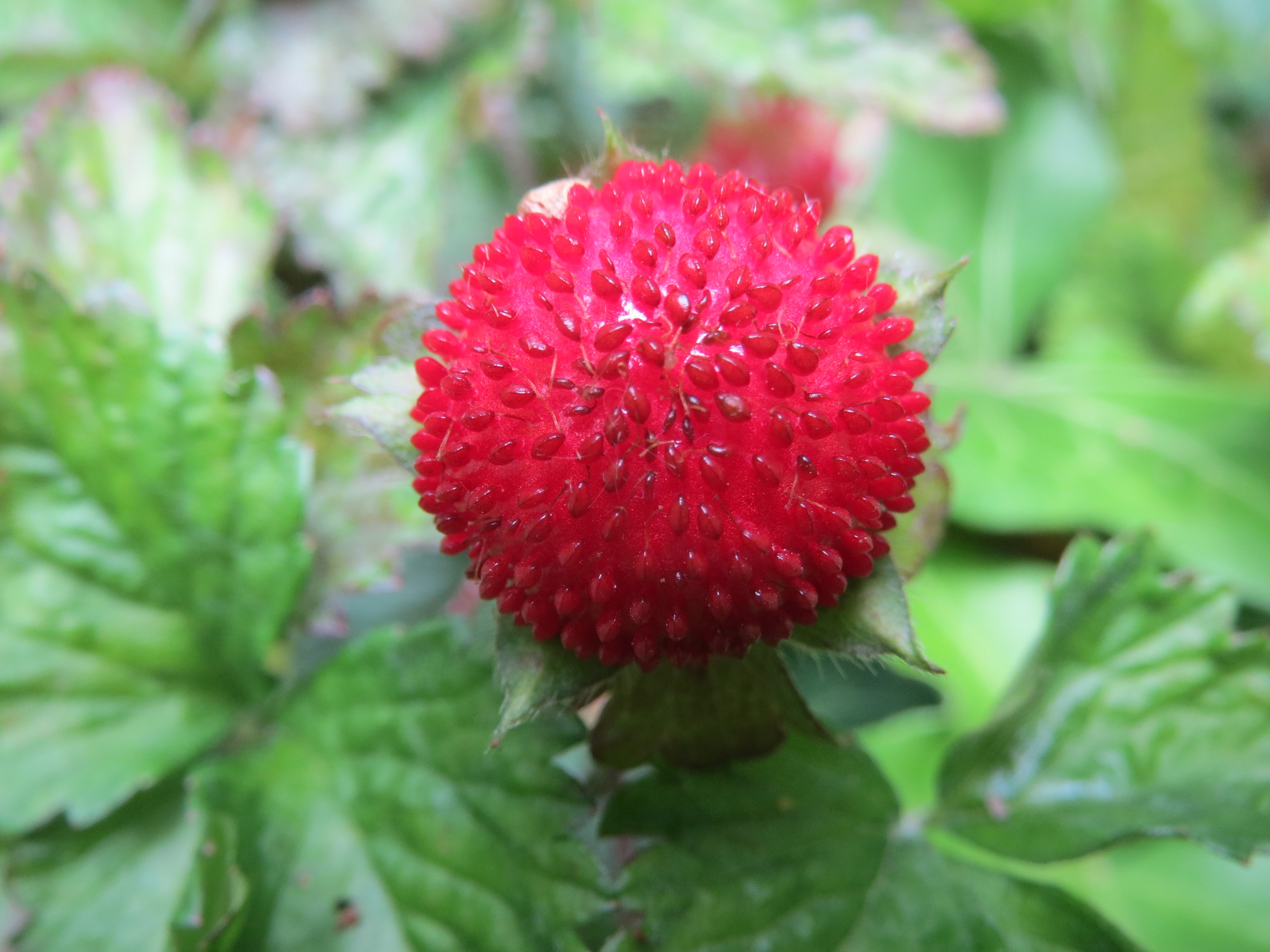 Free download high resolution image - free image free photo free stock image public domain picture -A Duchesnea indica Mock Strawberry