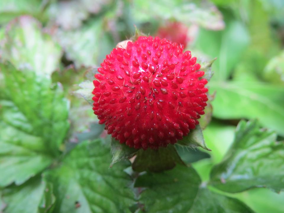 Free download high resolution image - free image free photo free stock image public domain picture  A Duchesnea indica Mock Strawberry