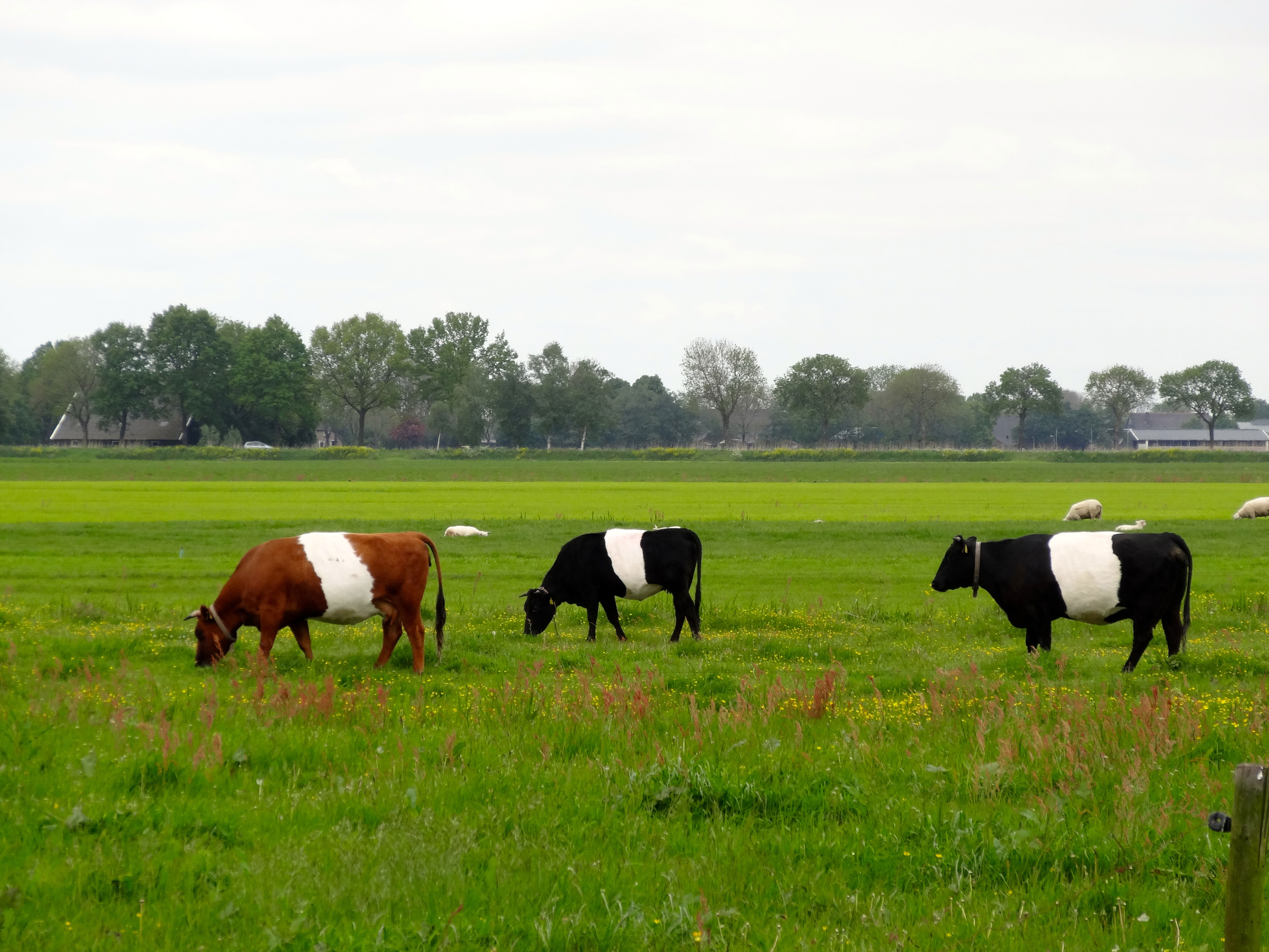 Free download high resolution image - free image free photo free stock image public domain picture -Cows grazing on a green summer meadow