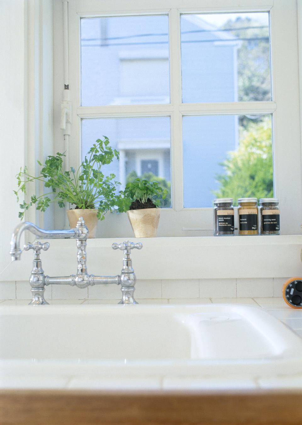 Free download high resolution image - free image free photo free stock image public domain picture  Green basil plant in a vase on the window sill