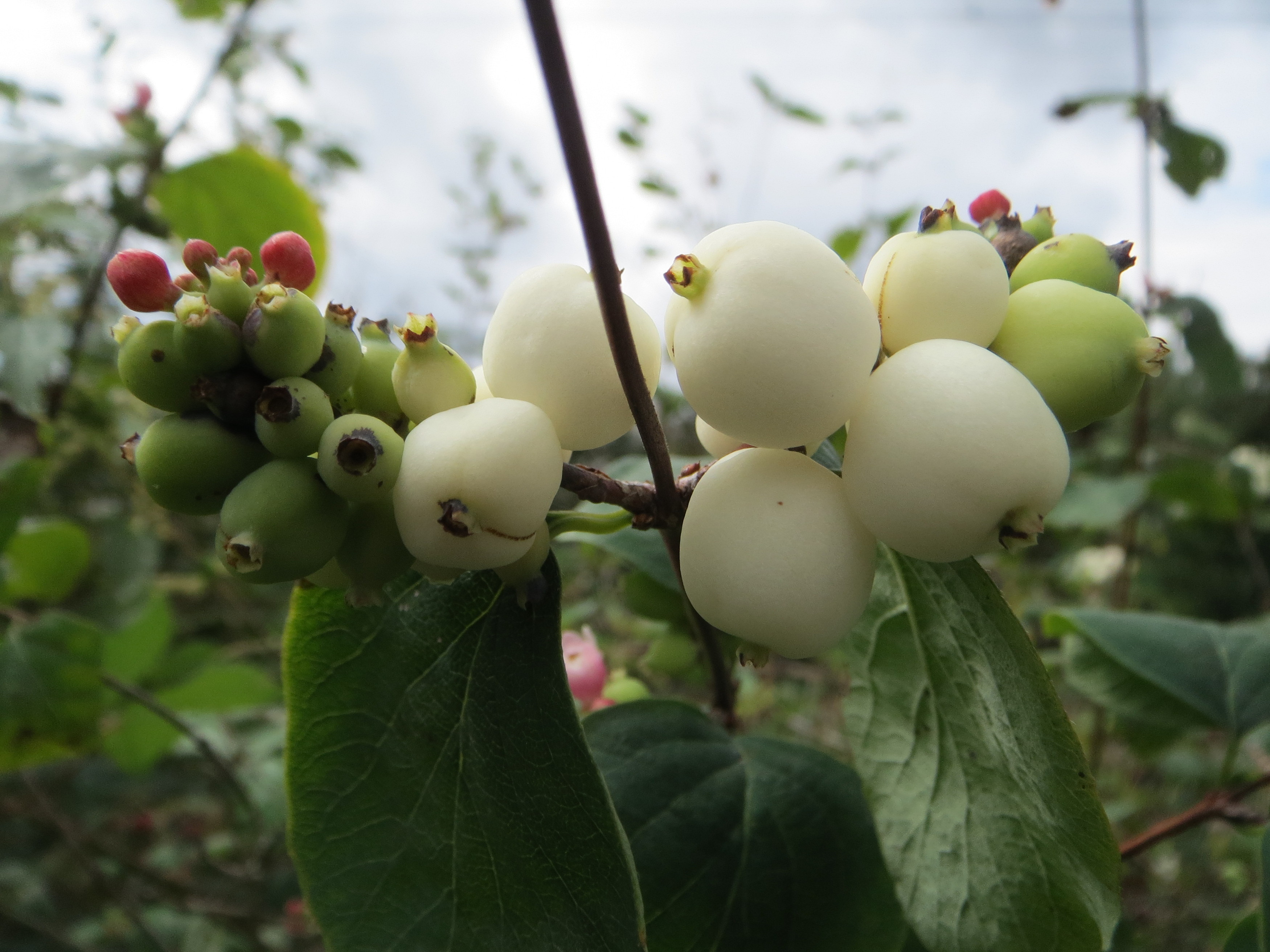 Free download high resolution image - free image free photo free stock image public domain picture -Snowberry White Bush Close up