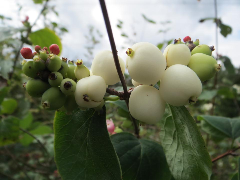 Free download high resolution image - free image free photo free stock image public domain picture  Snowberry White Bush Close up