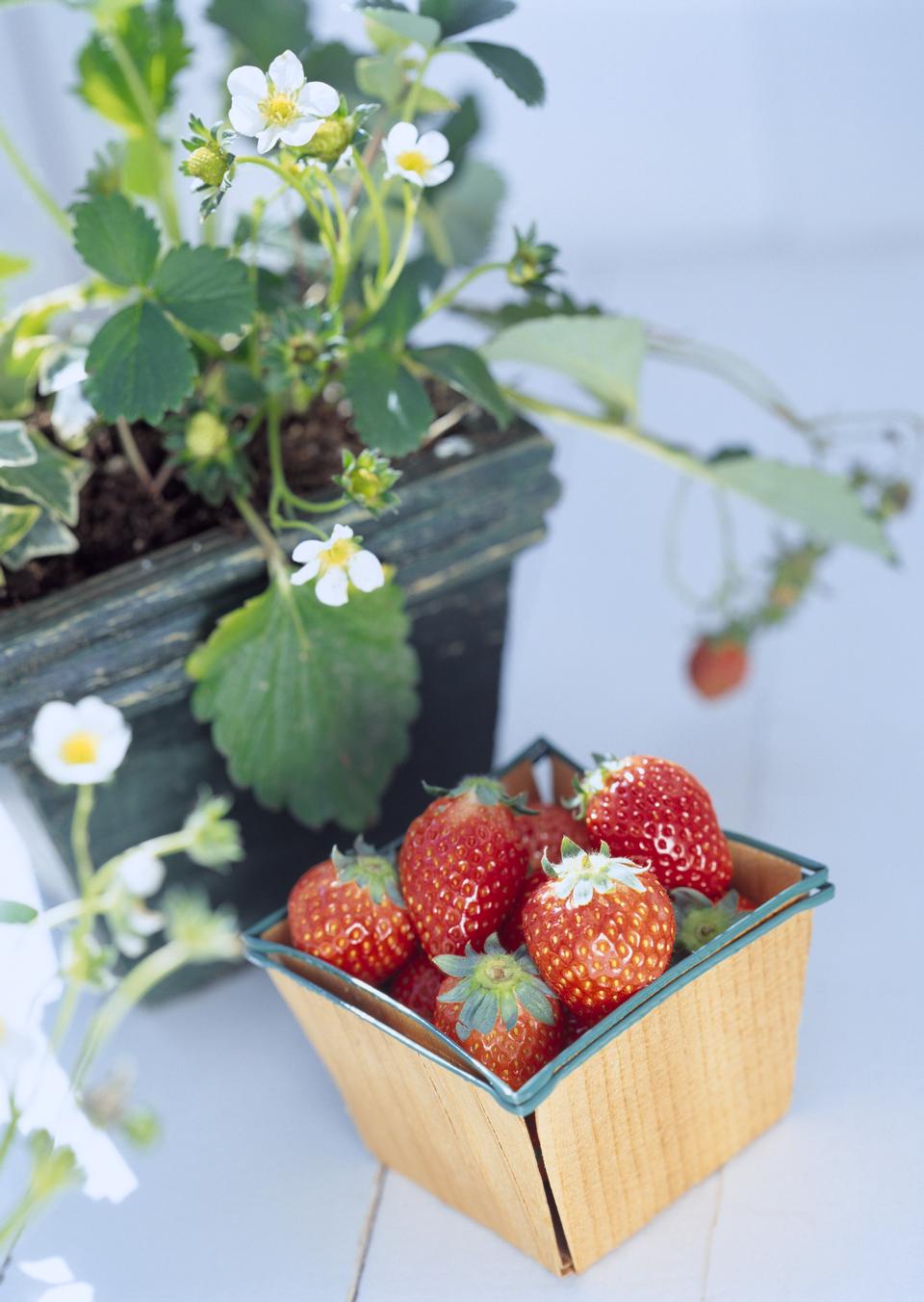 Free download high resolution image - free image free photo free stock image public domain picture  Ripe sweet strawberries in wicker basket