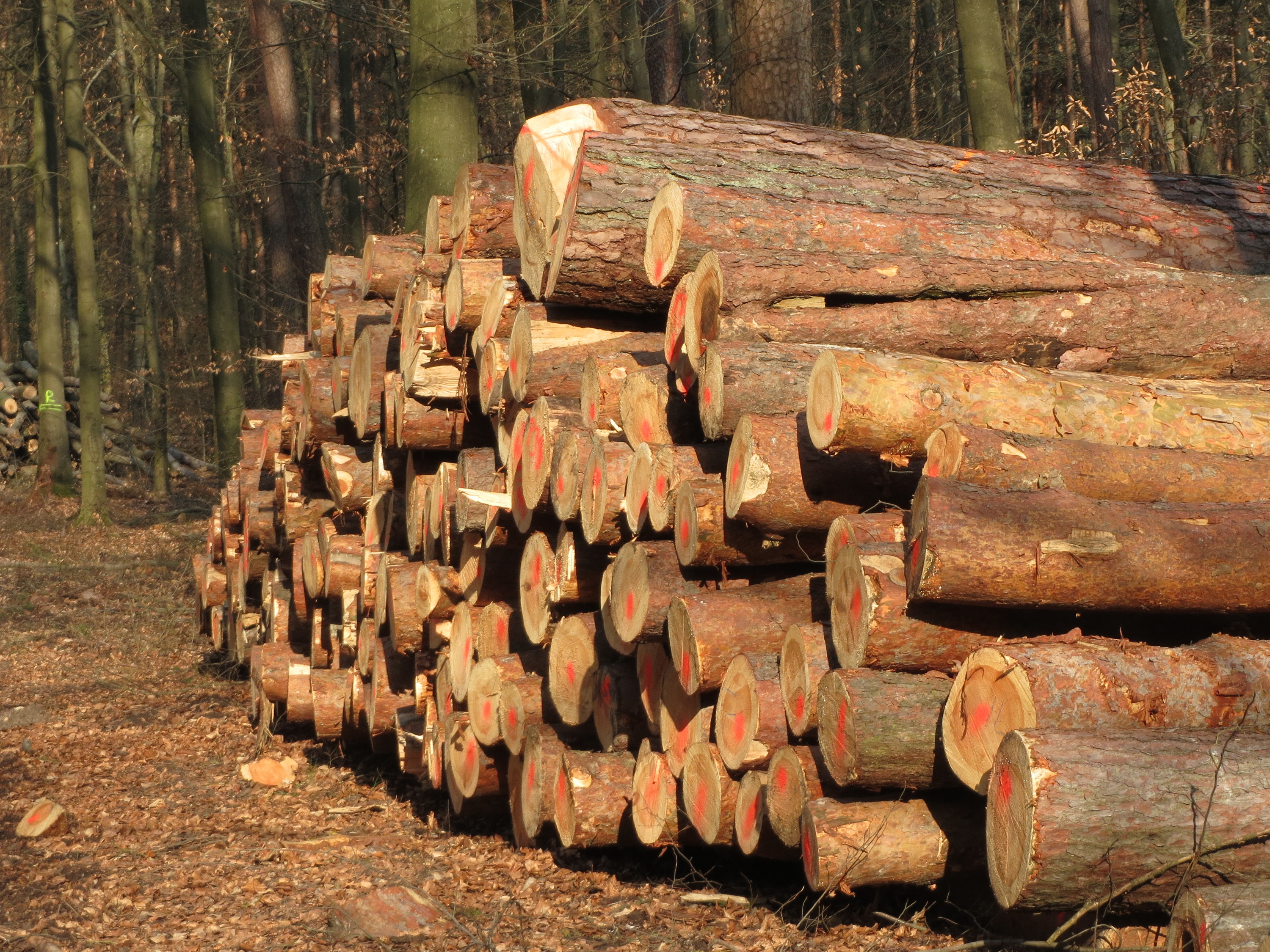 Free download high resolution image - free image free photo free stock image public domain picture -Wooden Logs with Forest on Background