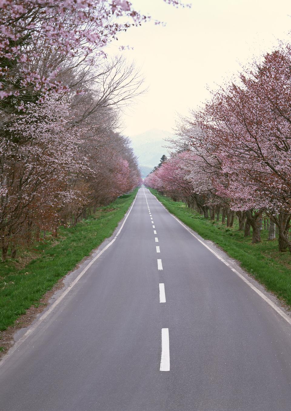 Free download high resolution image - free image free photo free stock image public domain picture  A highway winding up the hill of cherry blossoms