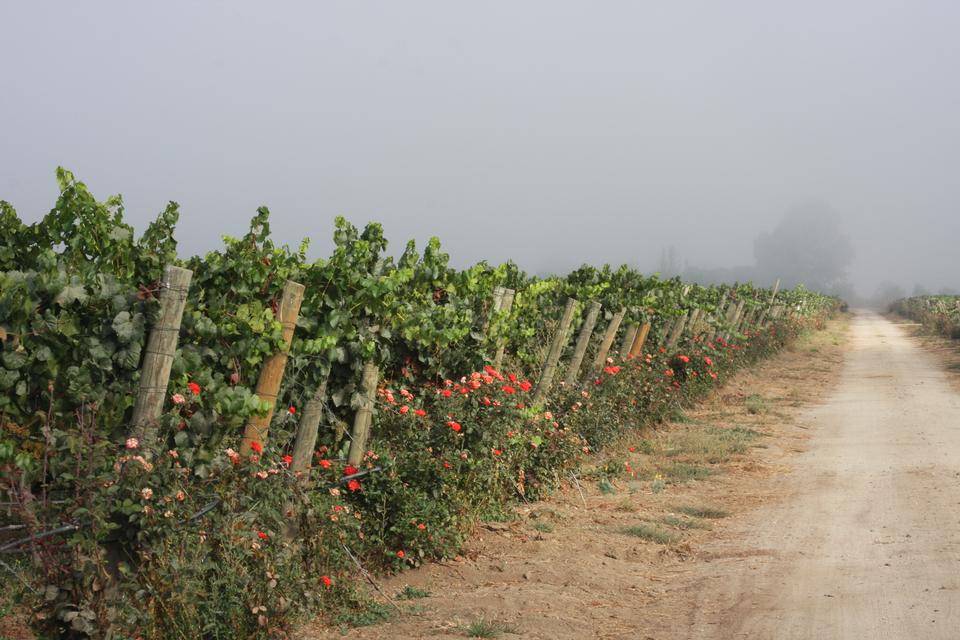 Free download high resolution image - free image free photo free stock image public domain picture  Branch of blue grapes on vine in vineyard