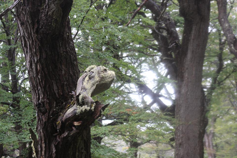 Free download high resolution image - free image free photo free stock image public domain picture  View of a dead tree