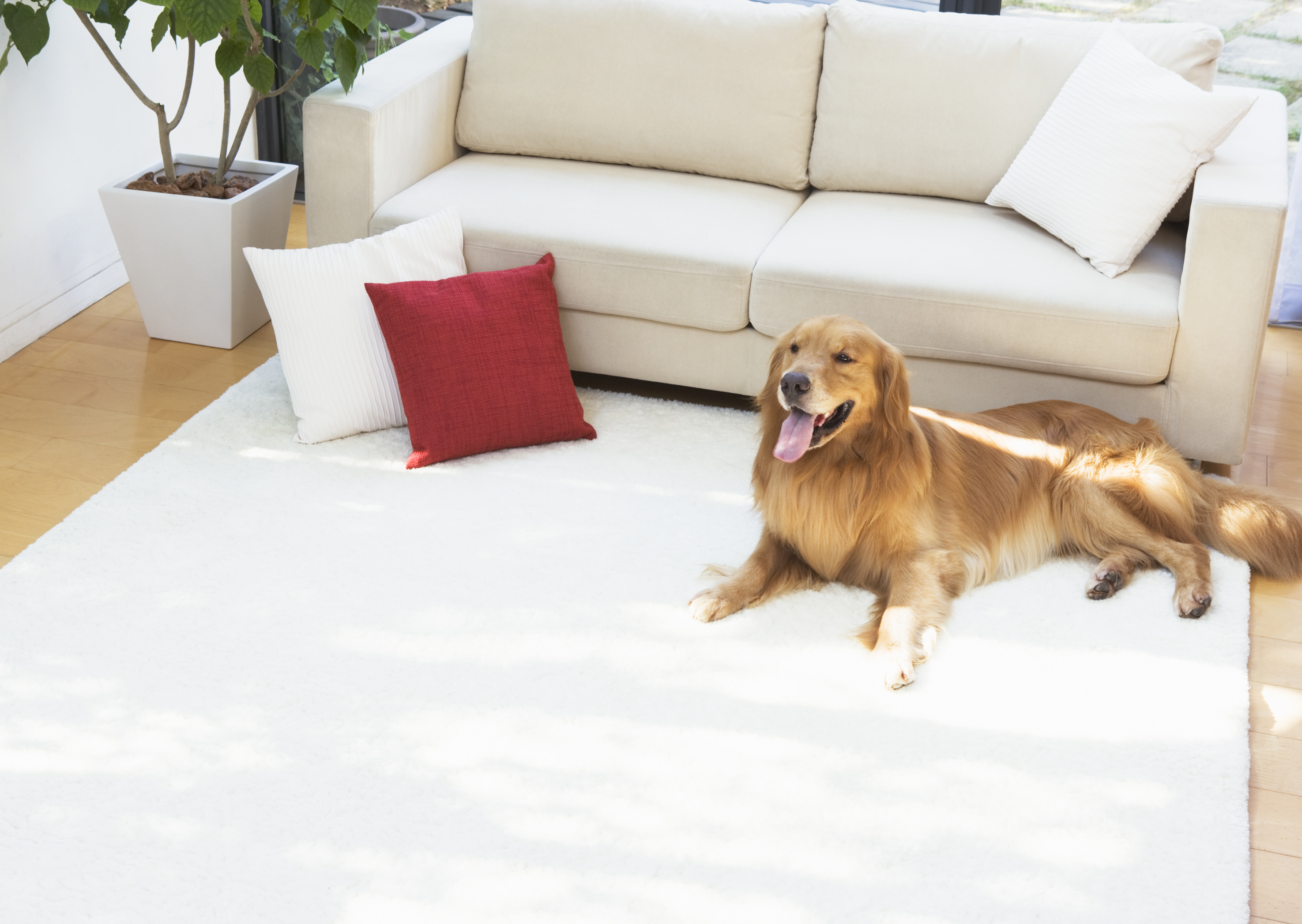 Free download high resolution image - free image free photo free stock image public domain picture -dog sitting front a leather sofa.