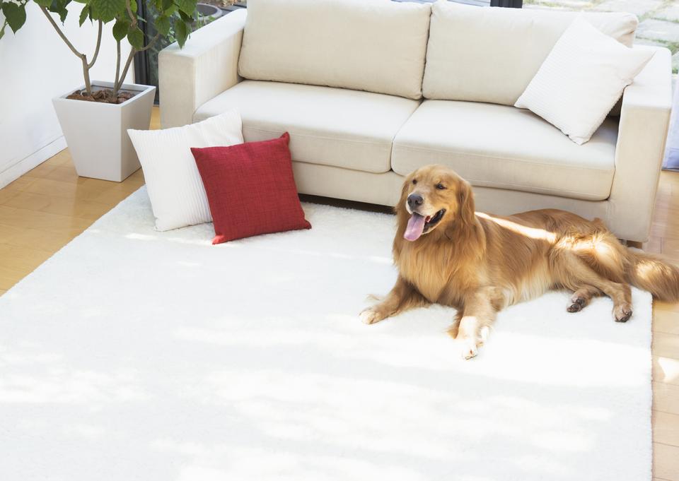 Free download high resolution image - free image free photo free stock image public domain picture  dog sitting front a leather sofa.