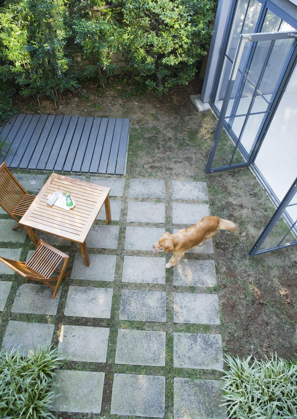 Free download high resolution image - free image free photo free stock image public domain picture  Young rescue puppy in  backyard